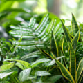 Maximize Clean Air With Top Air Purifying Plants And 20x20x4 Filters