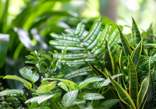 Maximize Clean Air With Top Air Purifying Plants And 20x20x4 Filters